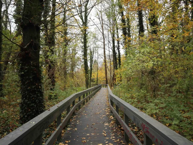 Biotop – Ilseburggraben